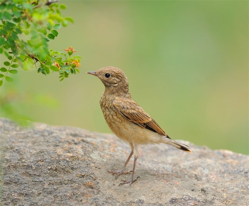 白頂鵖（幼鳥）