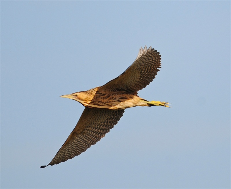 大麻鳽