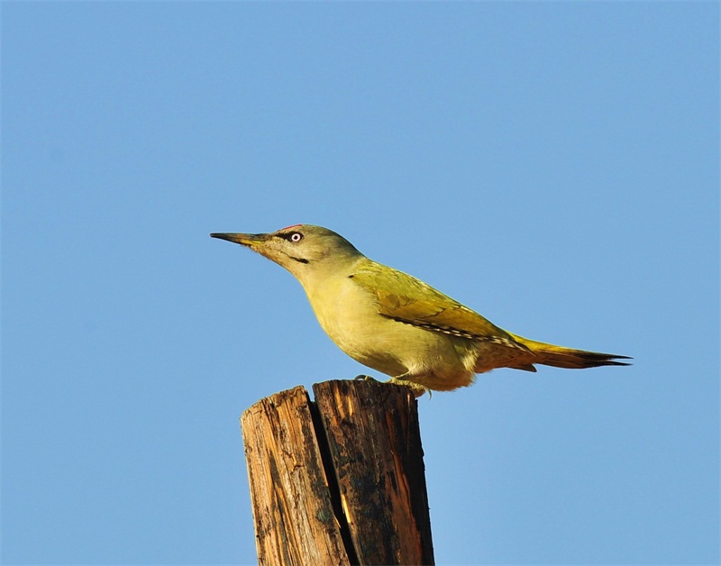  灰頭綠啄木鳥(《世界自然保護聯(lián)盟》（IUCN）ver3.1：2010年鳥類紅色名錄)