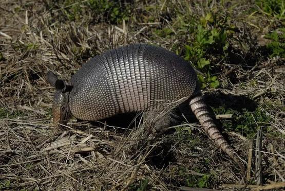 人們把疾病傳給野生動物，然后又吃下它們